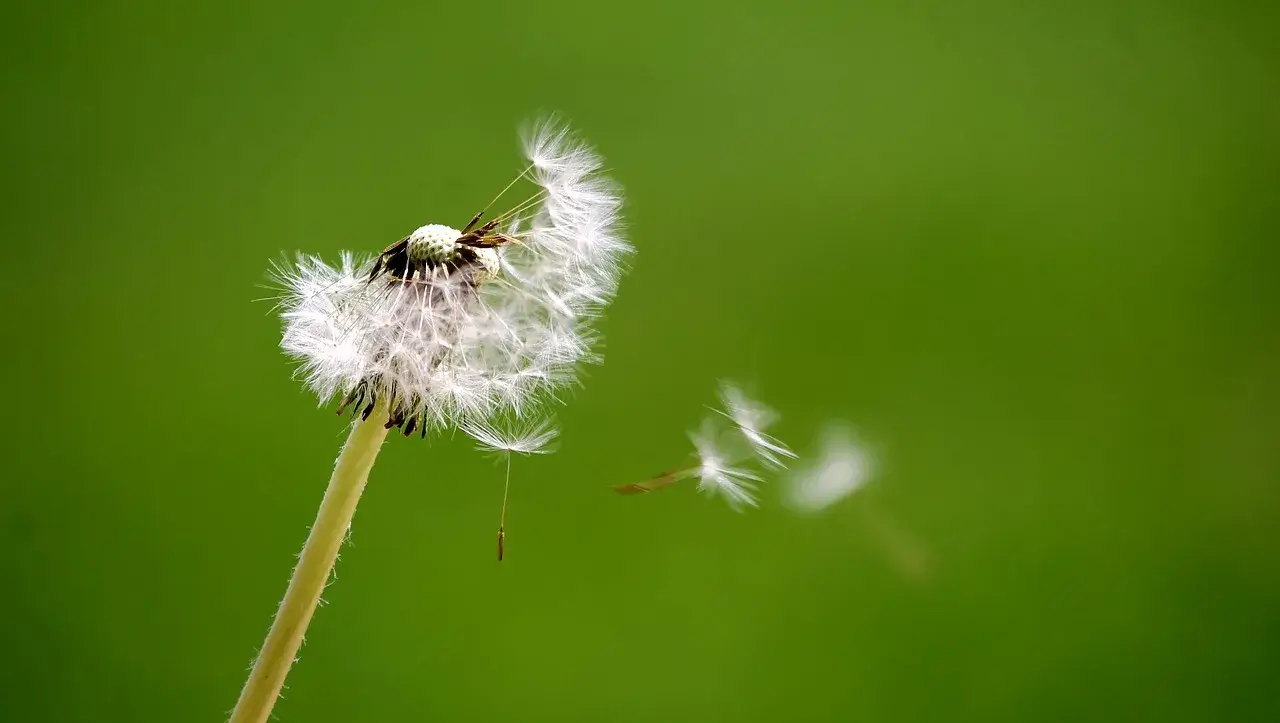 Reclaim Your Peace: 7 Practices for Stressful Times