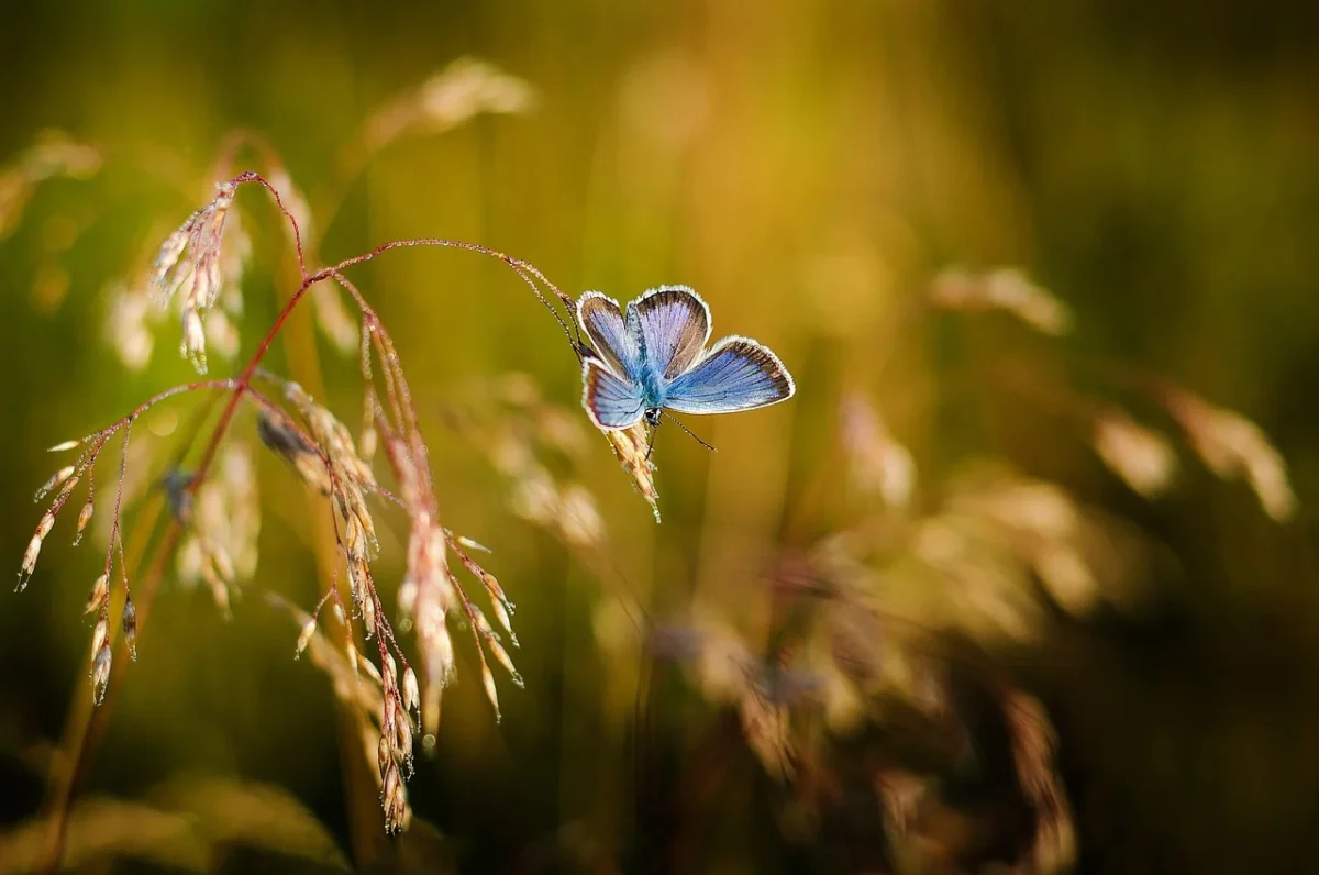 Butterfly representing personal growth.