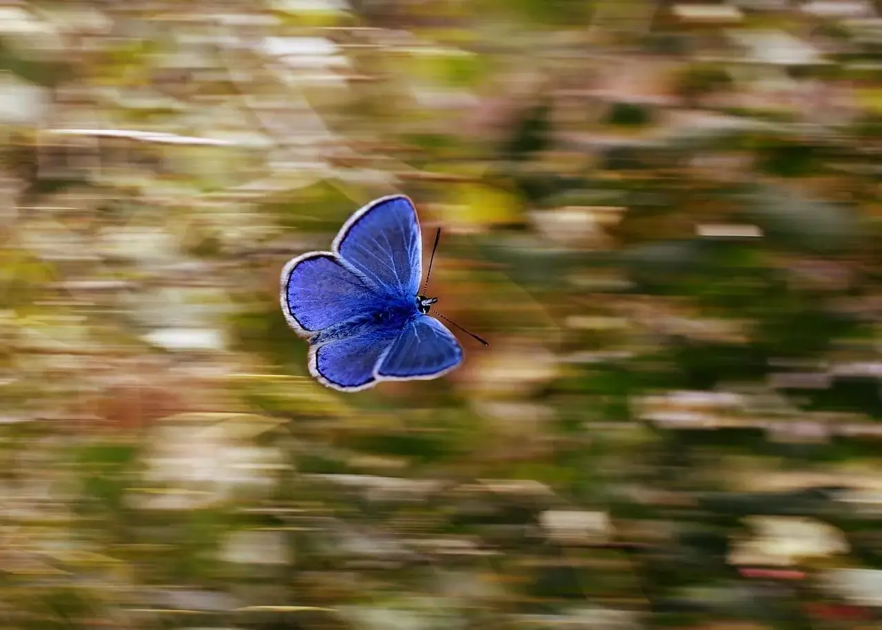 Butterfly in motion representing movement of personal growth and limitless potential.