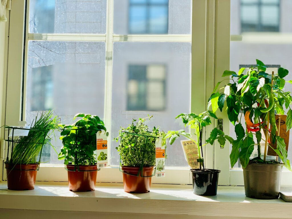 Herb garden on a windowsill, representing planting a garden as one of spring activities for adults.