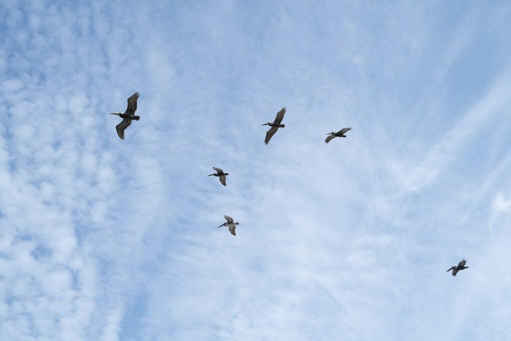 Birds flying represent freedom after accepting hard truths about life and growth.